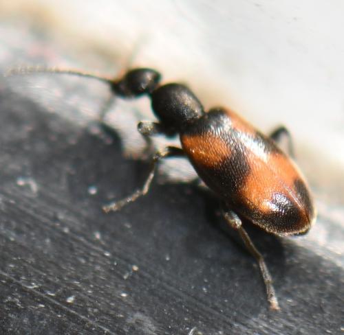 Réf. 248 598 : Anthicus antherinus